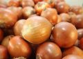 cebola