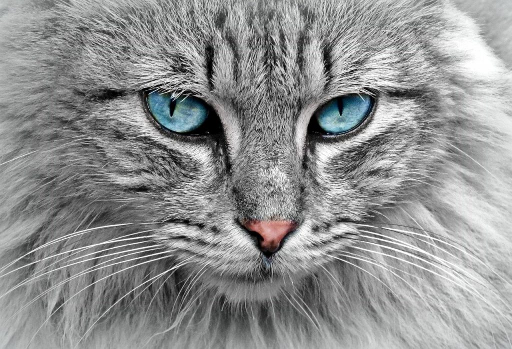 gato