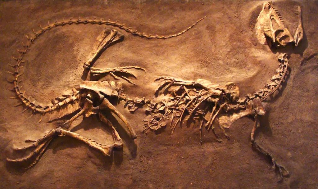 carbono 14